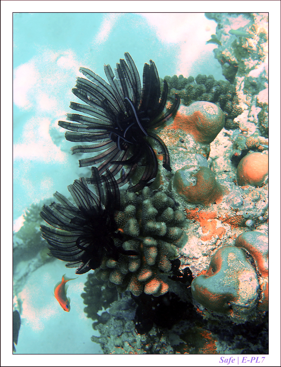 2019 - 07 - Snorkeling maldives - 33